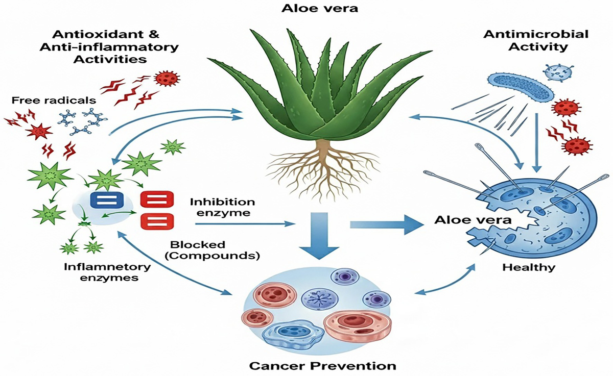 Aloe Vera