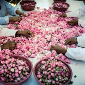Rose Water