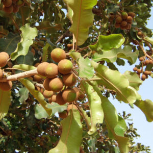Shea Butter